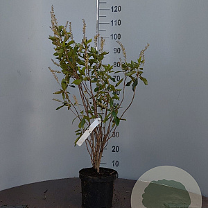 Clethra alnif. 'Pink Spire' 80-100 cm 3,0L