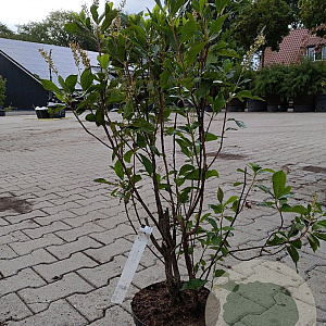 Clethra alnif. 'Pink Spire' 80-100 cm 3,0L