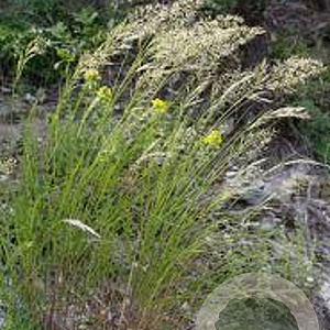 Achnatherum calamagrostis GM P9