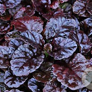 Ajuga reptans Black Scallop GM P9