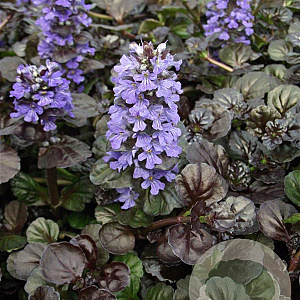 Ajuga reptans Black Scallop GM P9