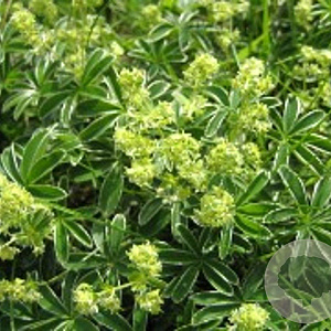 Alchemilla alpina GM P9