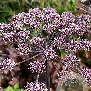 Angelica sylvestris 'Vicar's Mead' GM P9
