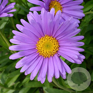 Aster alpinus GM P9