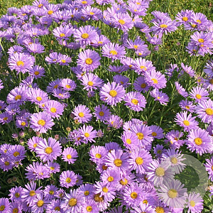 Aster alpinus GM P9