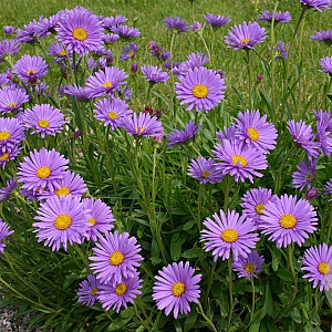 Aster alpinus GM P9