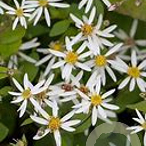 Aster divaricatus 'Tradescant' GM P9 BIO