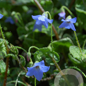 Borago pygmaea GM P9