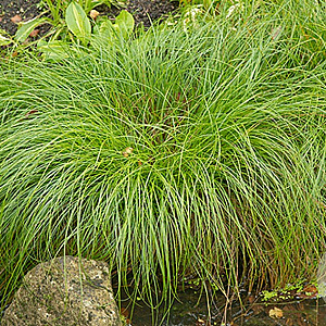 Carex remota GM P9