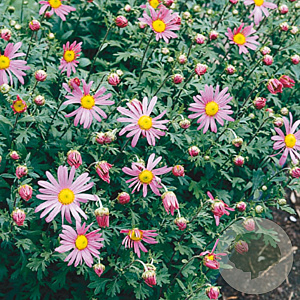 Chrysanthemum (R) 'Clara Curtis' GM P9