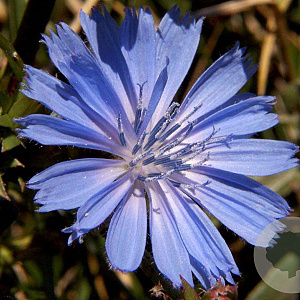 Cichorium intybus GM P9
