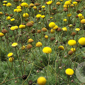 Cotula hispida GM P9