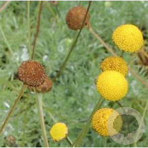 Cotula hispida GM P9