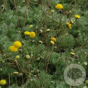 Cotula hispida GM P9