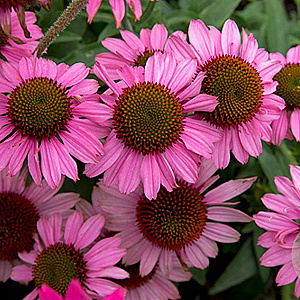 Echinacea 'Meditation Pink' GM P9