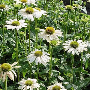 Echinacea 'Meditation White' GM P9