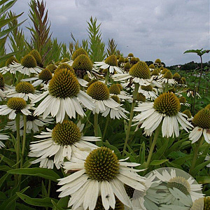 Echinacea 'Meditation White' GM P9