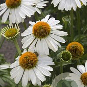 Echinacea 'Meditation White' GM P9