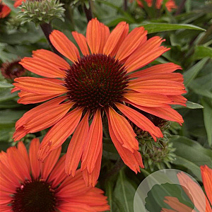 Echinacea Sunseekers Orange GM P9