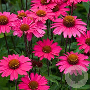 Echinacea 'Sensation Pink' GM P9
