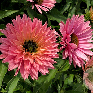 Echinacea Sunseekers Salmon GM P9