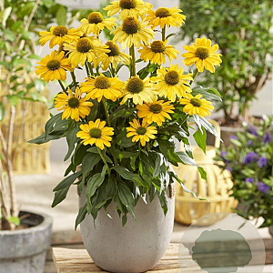 Echinacea Sunseekers Yellow GM P9