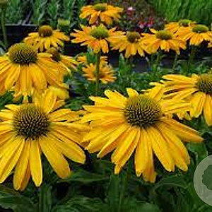 Echinacea Sunseekers Yellow GM P9