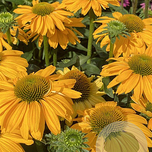 Echinacea Sunseekers Yellow GM P9