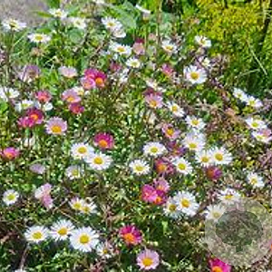 Erigeron karvinsk. 'Blütenmeer' GM P9 BIO