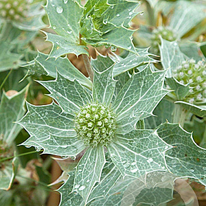 Eryngium maritimum GM P9