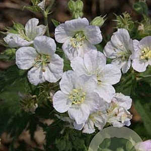 Geranium 'Mary Mottram' GM P9