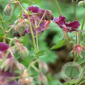 Geranium phaeum GM P9