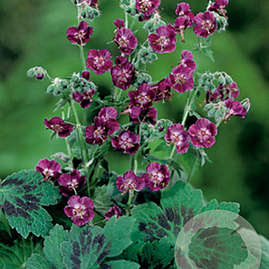 Geranium phaeum GM P9