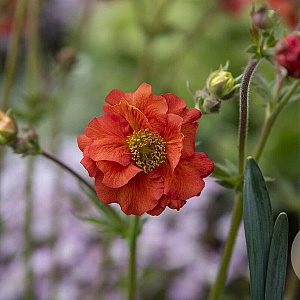 Geum Scarlet Tempest GM P9