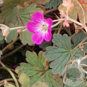 Geranium 'Tanya Rendall' GM P9