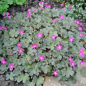 Geranium 'Tanya Rendall' GM P9