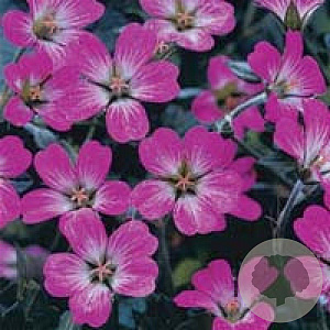 Geranium 'Tanya Rendall' GM P9