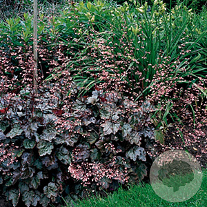 Heuchera 'Rachel' GM P9