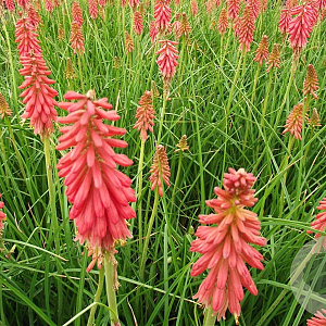 Kniphofia 'Redhot Popsicle' GM P9