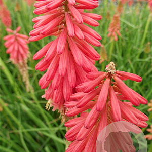 Kniphofia 'Redhot Popsicle' GM P9