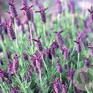 Lavandula 'Helmsdale' GM P9