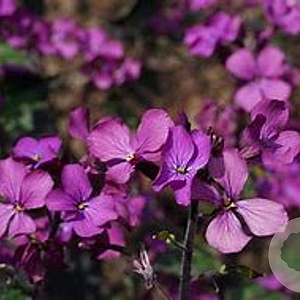 Lunaria annua 'Chedglow' GM P9