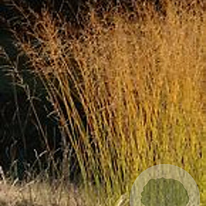 Molinia arund. 'Skyracer' GM P9 BIO