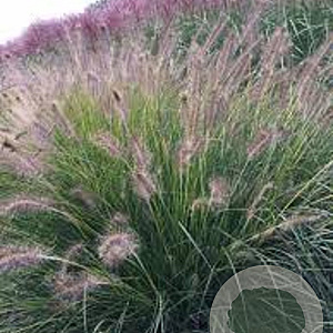 Pennisetum al. 'Gelbstiel' GM P9 BIO