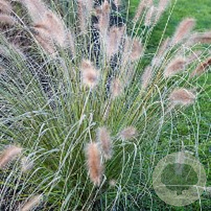 Pennisetum alopecuroides GM P9