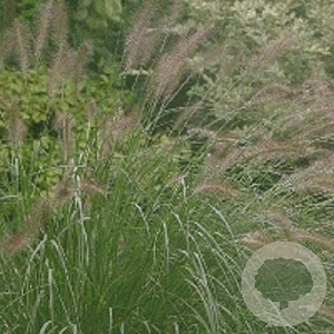 Pennisetum alopecuroides GM P9