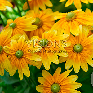 Rudbeckia hirta 'Prairie Sun' GM P9
