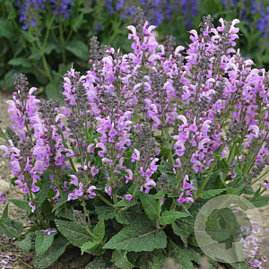 Salvia 'Lilac Lipstick' GM P9