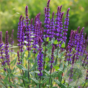 Salvia sylv. 'Violet Queen' GM P9
