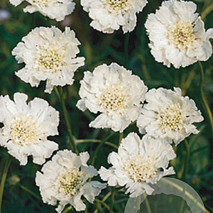 Scabiosa cauc. 'Alba' GM P9